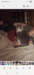 Lost Female Cat last seen Near s billings Blvd , Billings, MT 59101