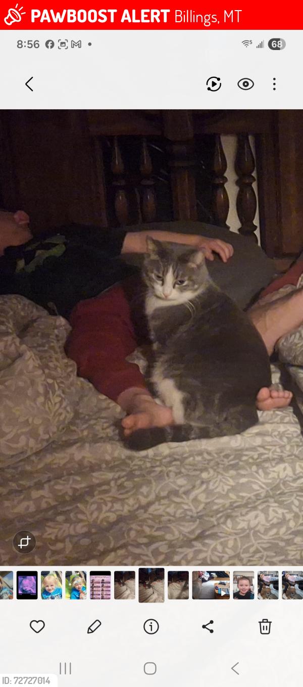 Lost Female Cat last seen Near s billings Blvd , Billings, MT 59101