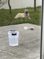Found/Stray Male Dog last seen Reeves and ham brown , Poinciana, FL 34758