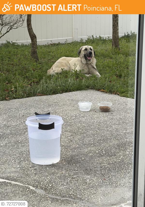 Found/Stray Male Dog last seen Reeves and ham brown , Poinciana, FL 34758