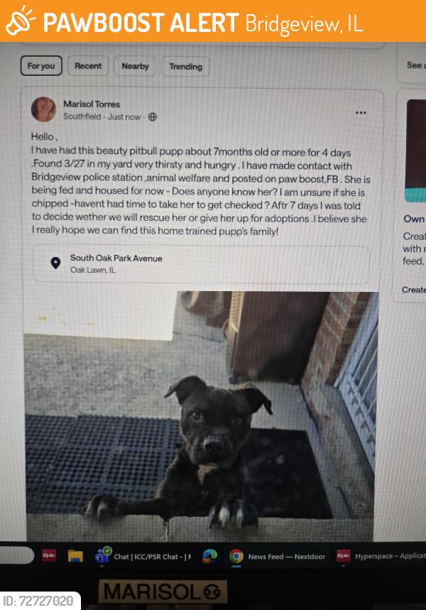 Found/Stray Female Dog last seen Harlem and 87th, Bridgeview, IL 60455