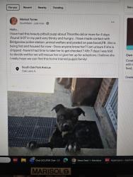 Found/Stray Female Dog last seen Harlem and 87th, Bridgeview, IL 60455