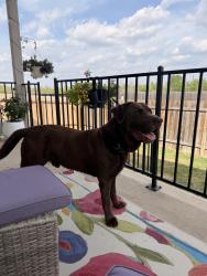 Found/Stray Male Dog last seen Swift Wind Dr, Travis County, TX 78610