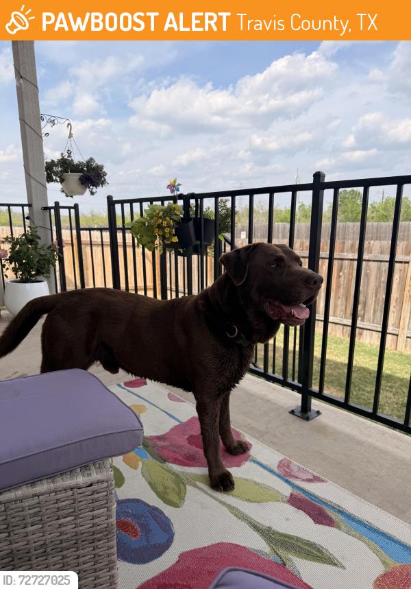 Found/Stray Male Dog last seen Swift Wind Dr, Travis County, TX 78610