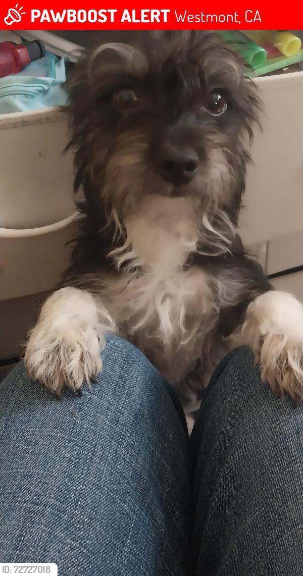 Lost Female Dog last seen Normandie ave , and 108th st, Westmont, CA 90047