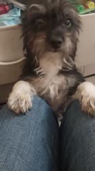 Lost Female Dog last seen Normandie ave , and 108th st, Westmont, CA 90047