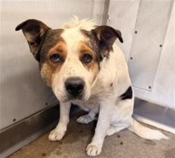 Shelter Stray Male Dog last seen Near BLOCK WESTERN AVE, San Bernardino, CA 92401