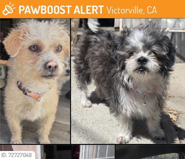 Found/Stray Female Dog last seen Tractor supply , Victorville, CA 92307