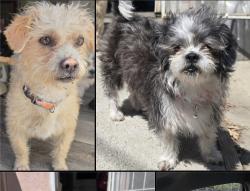 Found/Stray Female Dog last seen Tractor supply , Victorville, CA 92307
