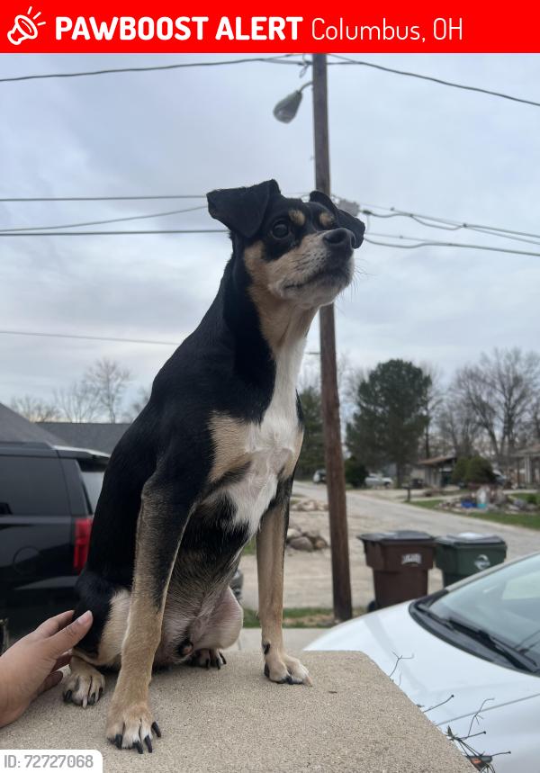 Lost Male Dog last seen Stelzer rd, Columbus, OH 43219