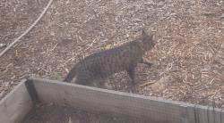 Found/Stray Unknown Cat last seen Near High Line C Trail, Aurora, CO 80010