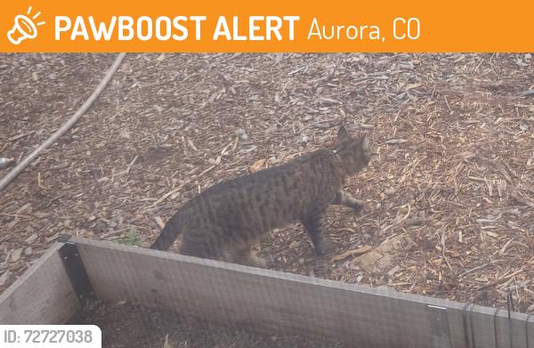 Found/Stray Unknown Cat last seen Near High Line C Trail, Aurora, CO 80010