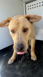 Shelter Stray Male Dog last seen Near BLK S UNION AV, BAKERSFIELD, CA, Bakersfield, CA 93307