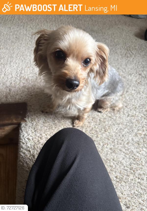 Found/Stray Female Dog last seen Mlk, willow , Lansing, MI 48915