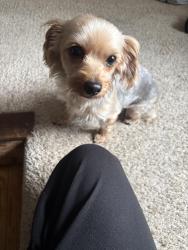 Found/Stray Female Dog last seen Mlk, willow , Lansing, MI 48915
