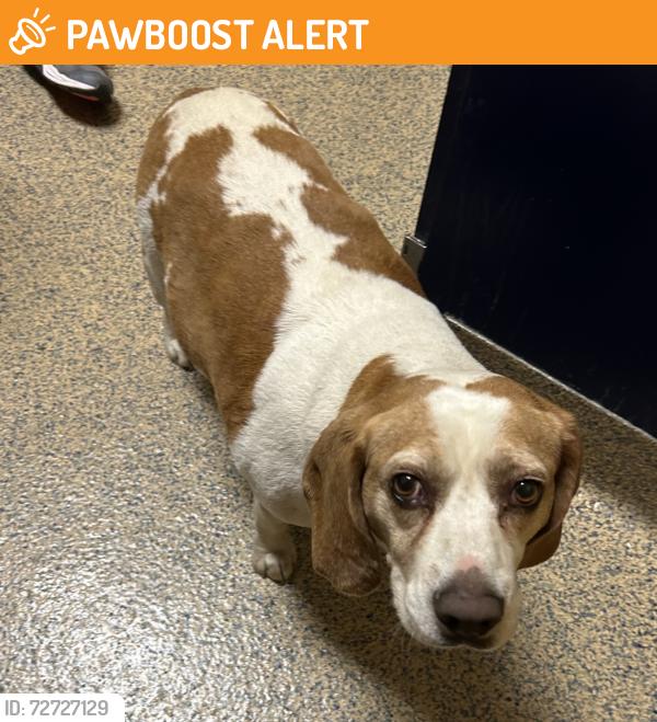 Found/Stray Male Dog last seen W 207th st and Walker rd, Spring Hill Township, KS 66083