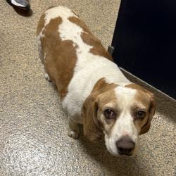 Found/Stray Male Dog last seen W 207th st and Walker rd, Spring Hill Township, KS 66083