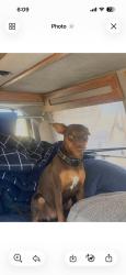 Lost Male Dog last seen 12th and Hume , Hanford, CA 93230