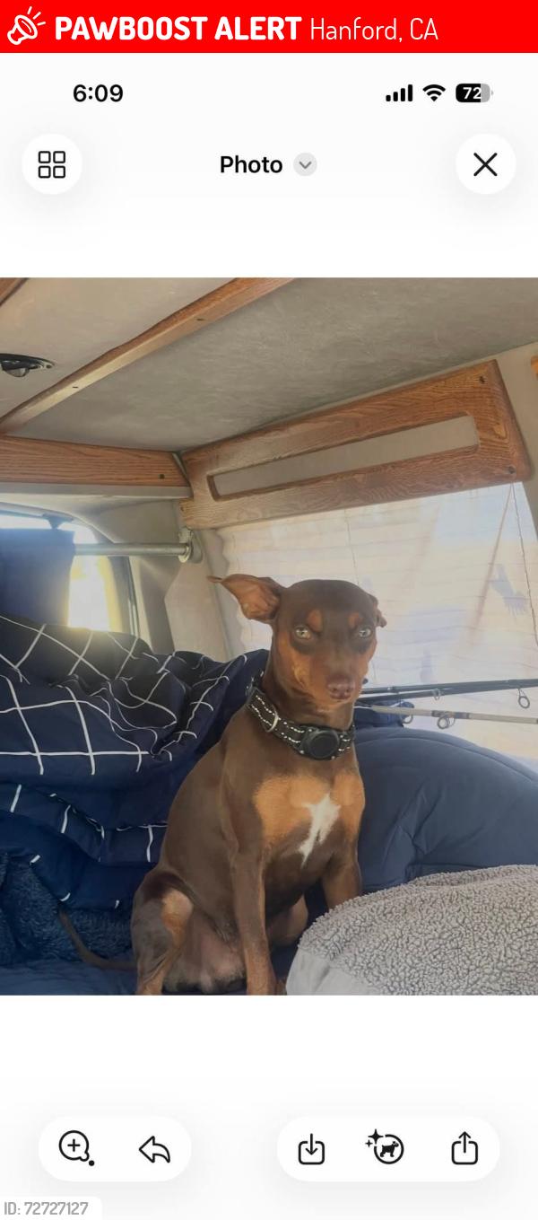 Lost Male Dog last seen 12th and Hume , Hanford, CA 93230