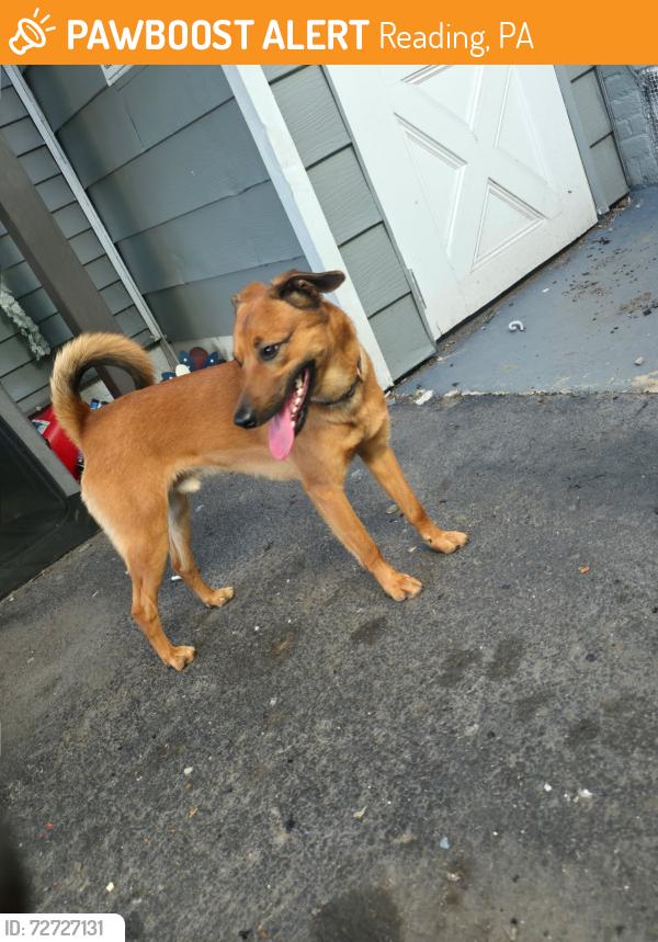 Found/Stray Male Dog last seen 12th & douglass, Reading, PA 19604