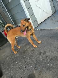 Found/Stray Male Dog last seen 12th & douglass, Reading, PA 19604