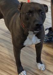 Found/Stray Female Dog last seen Spring Creek, Richardson, TX 75081