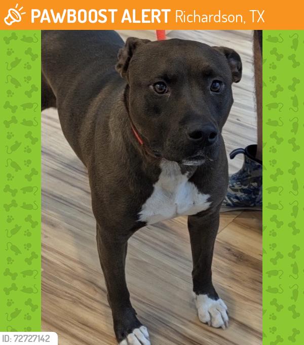 Found/Stray Female Dog last seen Spring Creek, Richardson, TX 75081
