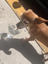 Found/Stray Female Dog last seen Pine and broadway, Long Beach, CA 90806