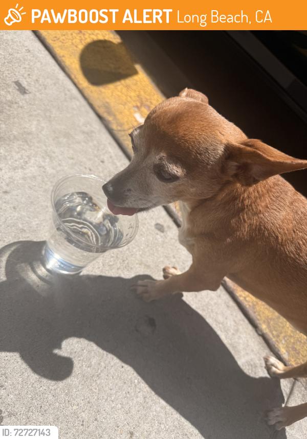 Found/Stray Female Dog last seen Pine and broadway, Long Beach, CA 90806