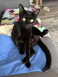 Lost Male Cat last seen SE 136th Ave and SE Clinton St, Portland, OR 97236