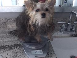 Lost Female Dog last seen Asante, Surprise, AZ 85387