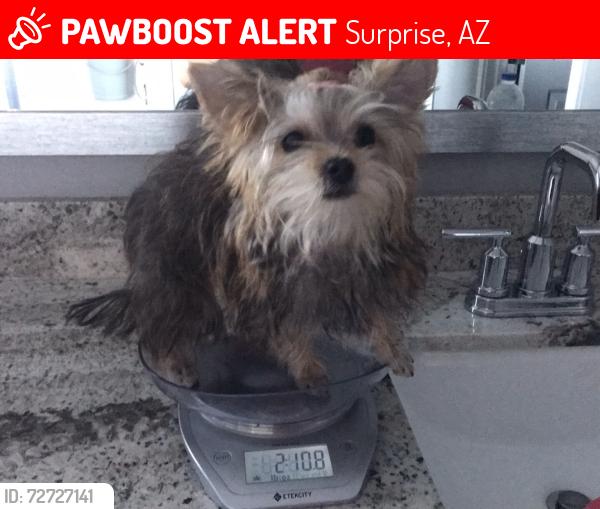 Lost Female Dog last seen Asante, Surprise, AZ 85387