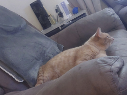Lost Unknown Cat last seen Around Sharmon Cresent , Leicester, England LE3 6NW