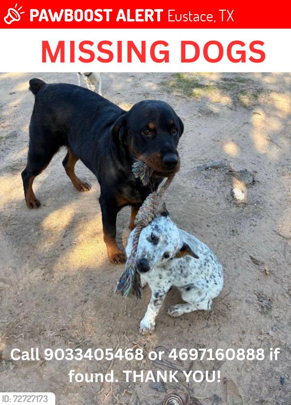 Lost Male Dog last seen County Road 2507, Eustace, TX 75124