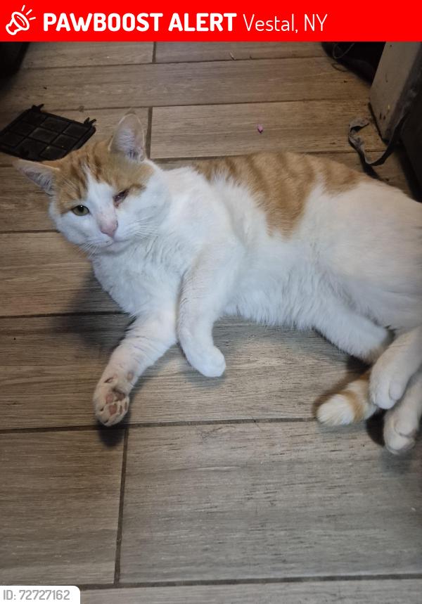 Lost Male Cat last seen Ridge Rd, Near hill., Vestal, NY 13850