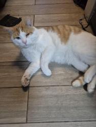 Lost Male Cat last seen Ridge Rd, Near hill., Vestal, NY 13850