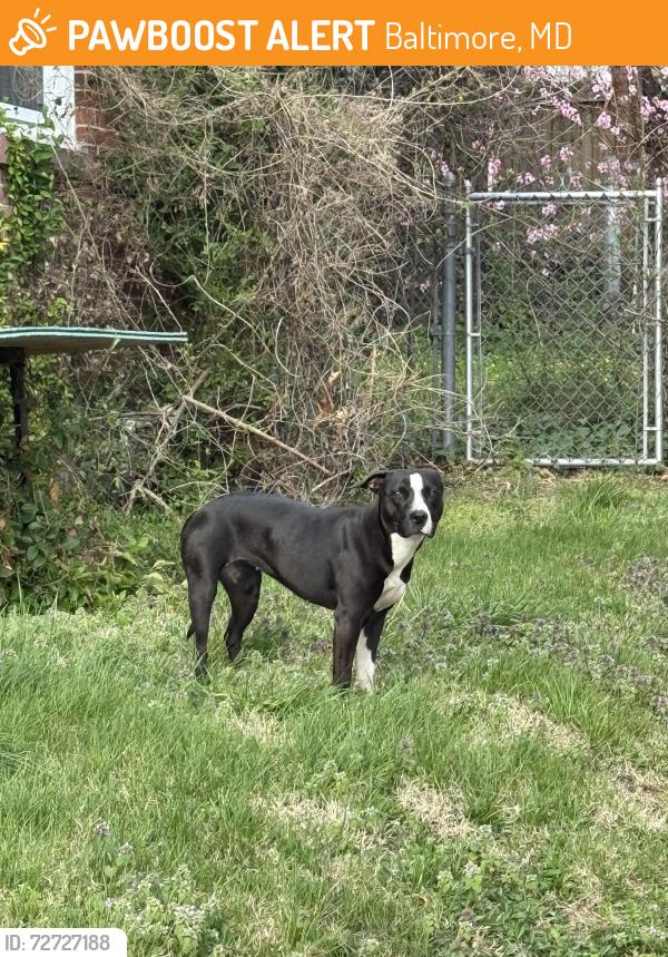 Found/Stray Female Dog last seen Moravia Rd & Luerssen Ave, Baltimore, MD 21206
