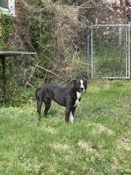Found/Stray Female Dog last seen Moravia Rd & Luerssen Ave, Baltimore, MD 21206