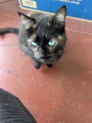 Found/Stray Unknown Cat last seen Taylor St, Alameda, CA 94501