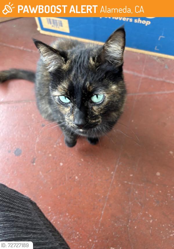 Found/Stray Unknown Cat last seen Taylor St, Alameda, CA 94501
