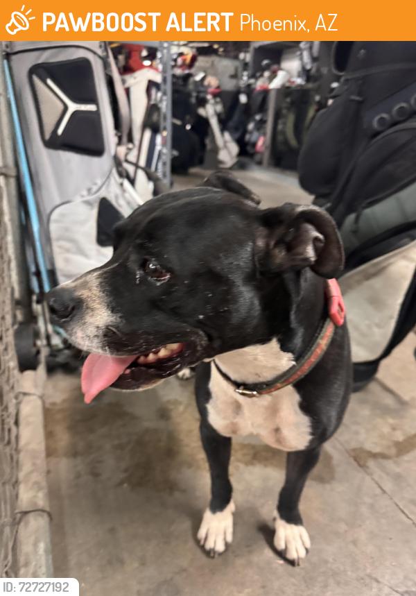 Found/Stray Female Dog last seen southern and 32nd, Phoenix, AZ 85042