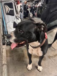Found/Stray Female Dog last seen southern and 32nd, Phoenix, AZ 85042