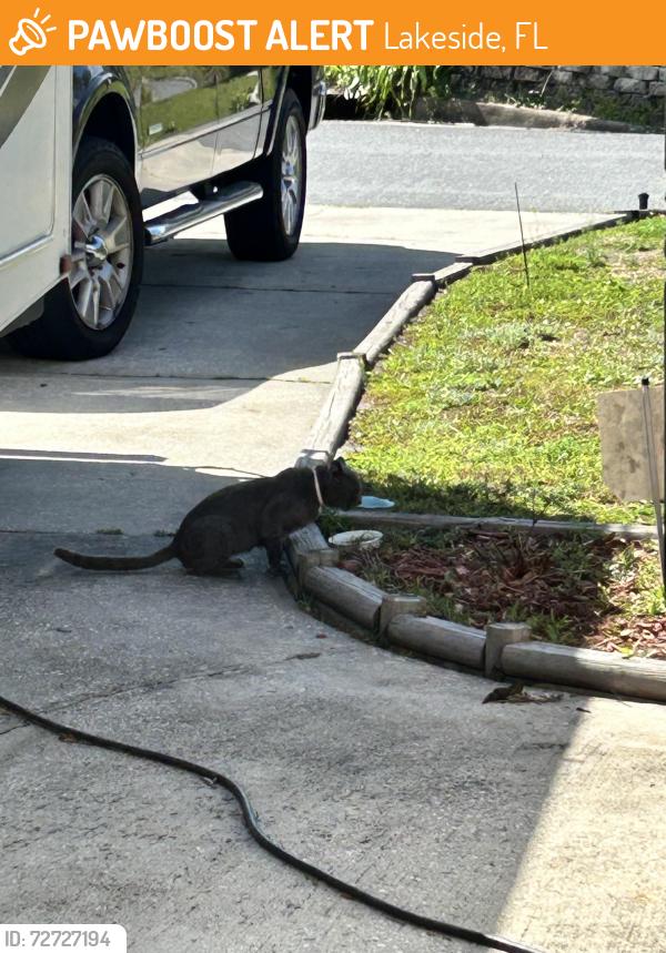 Found/Stray Male Cat last seen Constitution , Lakeside, FL 32073