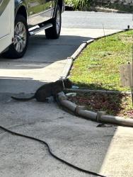 Found/Stray Male Cat last seen Constitution , Lakeside, FL 32073