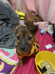Lost Male Dog last seen SÚPER CARNES 