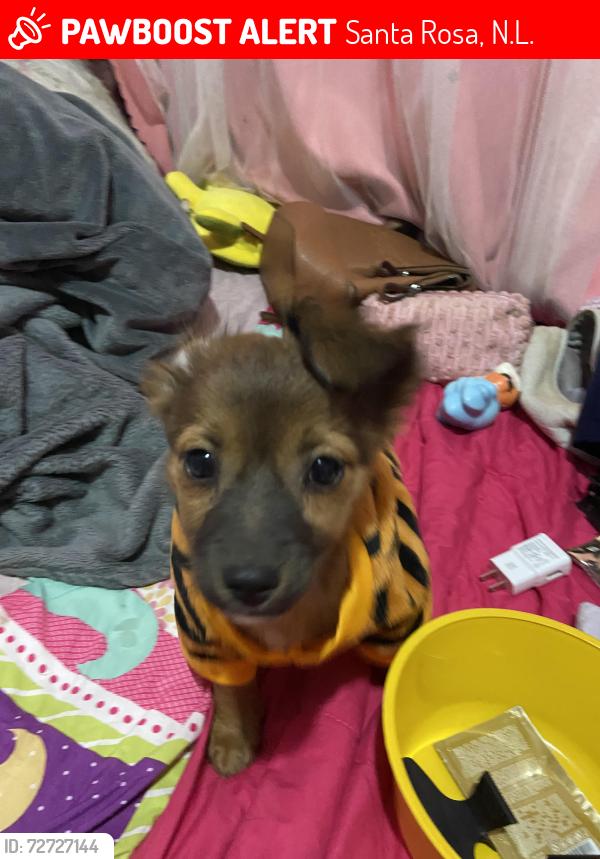Lost Male Dog last seen SÚPER CARNES 