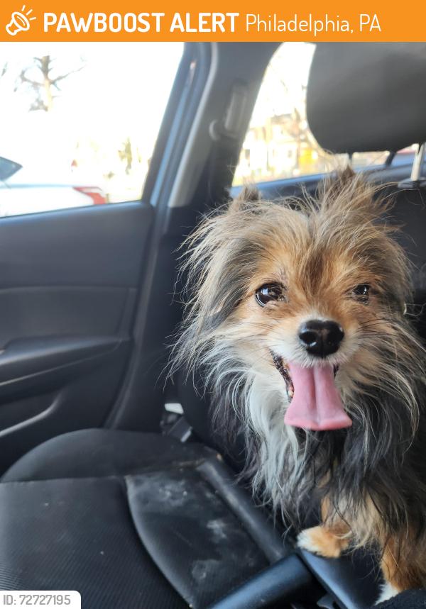 Found/Stray Unknown Dog last seen Near Einstein Philadelphia hosp, Philadelphia, PA 19141