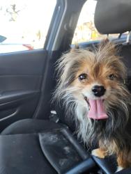 Found/Stray Unknown Dog last seen Near Einstein Philadelphia hosp, Philadelphia, PA 19141