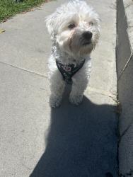 Found/Stray Unknown Dog last seen Wright rd & beechwood, Lynwood, CA 90262
