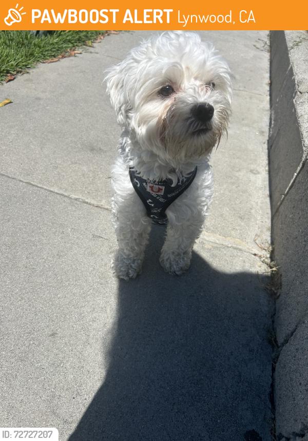 Found/Stray Unknown Dog last seen Wright rd & beechwood, Lynwood, CA 90262